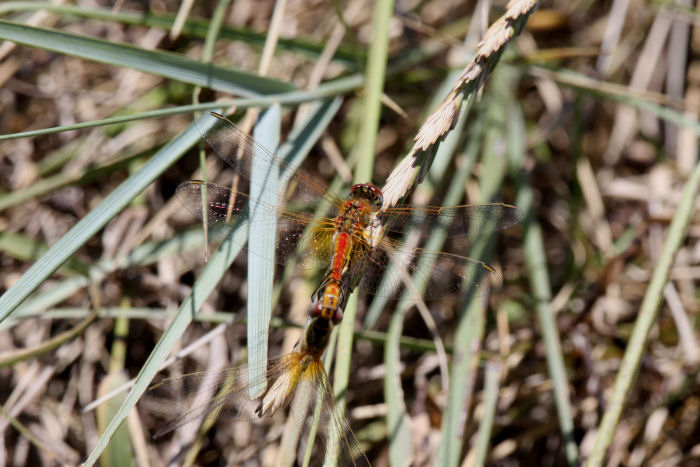 Coppia di Sympetrum fonscolombii